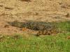 Krokodil: ein Krokodil im Chobe Nationalpark