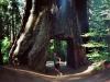 Tunnelsequoia: ein Sequoia, durch den ein Tunnel getrieben wurde