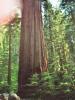 Mammutbaum: ein Sequoia – Mammutbaum
(unten links steh ich – mal so zum Größenvergleich) 