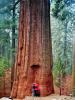 wir vorm Sequoia: Anja und ich vor einem Mammutbaum