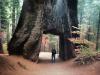 Tunnelsequoia: Anja unter einem Mammutbaum, durch den ein Tunnel gebaut wurde