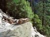 squirrel: eines der vielen Eichhörnchen, die wir im Yosemite National Park sehen