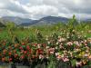 Blumenpracht bei Alcantara: 