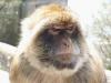 Affen auf Gibraltar: Affen auf Gibraltar