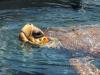Meeresschildkröten in Morro Jable: Meeresschildkröte in Morro Jable
