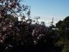 Traumhafte Mandelblüte auf La Palma: Traumhafte Mandelblüte auf La Palma