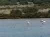 Flamingos in der Rio Formosa: Flamingos in der Rio Formosa