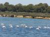 Flamingokolonien in der Ria Formosa: Flamingokolonien in der Ria Formosa