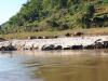 Kühe am Mekong: 