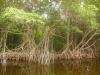 Mangrove: ein besonders hübsches Exemplar von unzähligen Mangroven,
an denen wir im Everglades National Park vorbeifahren