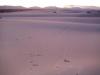 White Sands: im letzten Licht des Tages sehen wir, soweit das Auge reicht, genau das,
was der Name "White Sands National Monument" verspricht:
Dünen aus weißem Sand
(um genau zu sein, liegt ein 712 km² großes Gipsfeld vor uns)