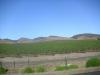 Santa Ynez Valley: wir fahren (gar nicht so weit von Michael Jacksons Neverland-Ranch entfernt)
durch das stark vom Weinanbau geprägte Santa Ynez Valley