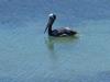 Pelikan vor der Haustür : Pelikan 