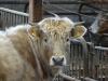 Tiere : Schöne Rinder im Stall 