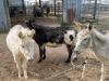 Esel: Neben französischen Säle-Rindern, die auf dem Biohof selbst vermarktet werden, finden sich Esel, Pferde und flauschige Schafe ein, um gestreichelt zu werden. 