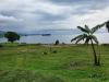 Am Kivu Lake: Wieder am Kivu-Lake
