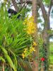 La Bella 2: Orchideen wachsen an den Baumstämmen ...