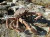 Crab I: …a massiv crab…