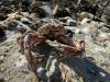 Crab : …an den Strand gespült…