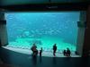 Aquarium 1: Dieses gigantische Aquarium fasst sagenhafte 4, 5 Millionen Liter Salzwasser…
