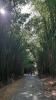 Botanischer Garten VIII: Botanischer Garten VIII (Bambuswald)