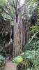 Gangala__: 