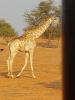 Tiere im Park : Giraffe 