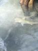 Whitsundays5: Lemonshark. Im moment noch sehr harmlos :-)
Einige von diesen kleinen Haien schwammen neben uns im Wasser.