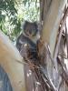 GOR Koala 2: 